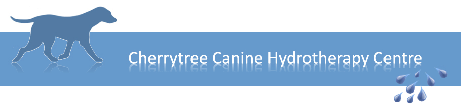 cherrytree canine hydrotherapy for dogs kent & SE england treadmill swimming for dogs